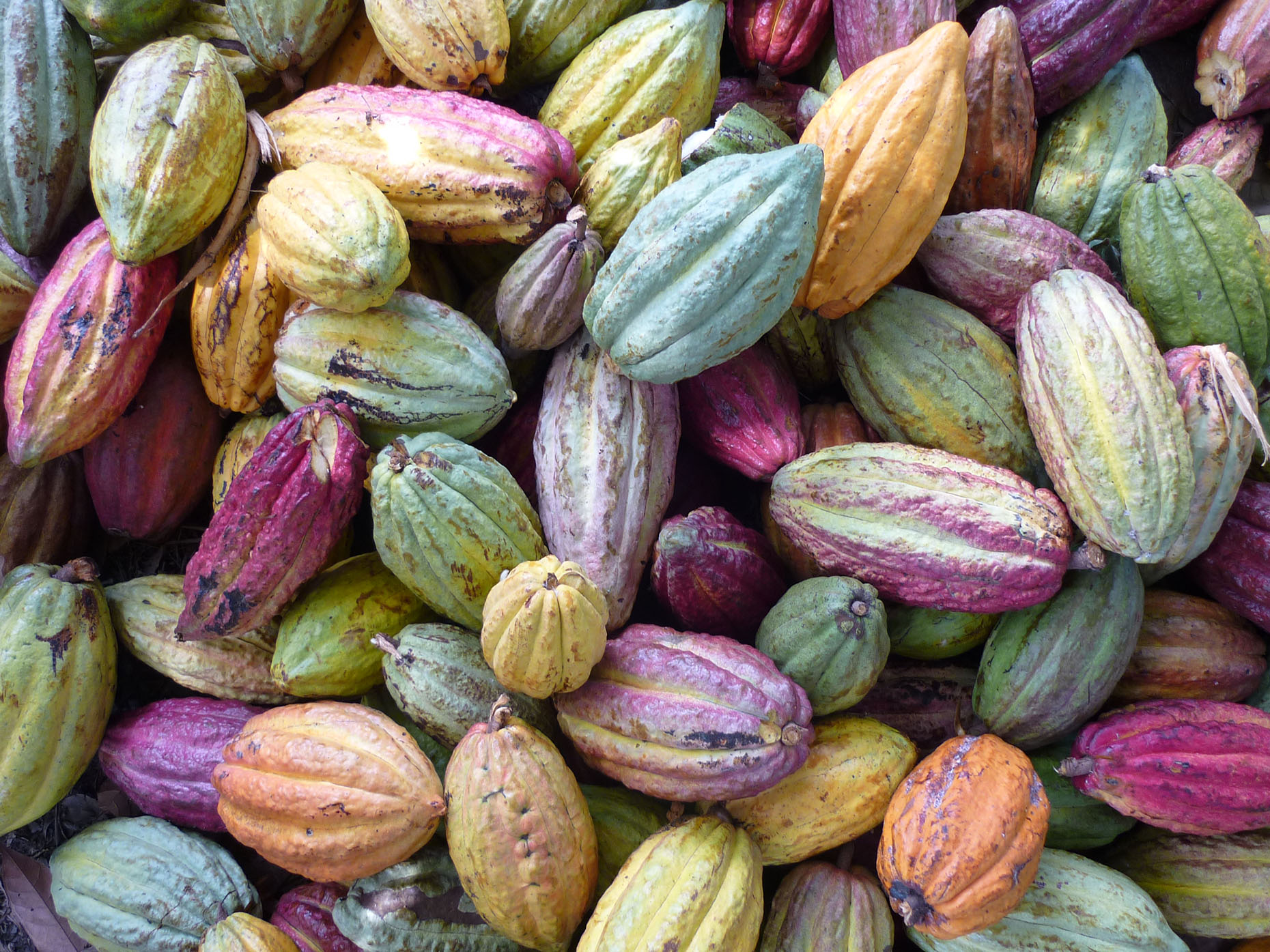 Le cacaoyer et les cabosses de cacao (fleurs, couleurs…) Dossier — free download